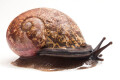 Oligospira waltoni Deniyaya, Sri Lanka adult
